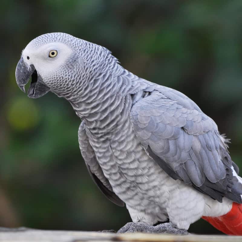 African Grey Parrot sitting outdoors