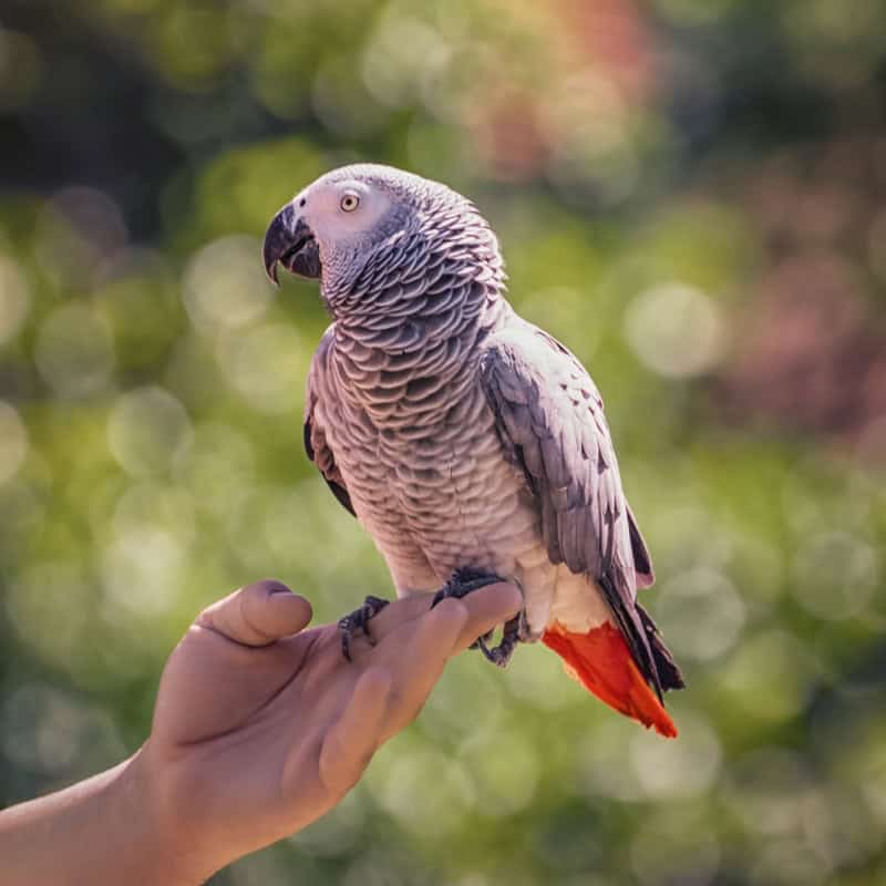 African Grey Parrot sitting on a person's hand in the sunshine