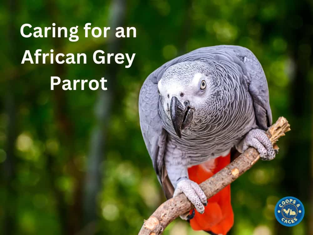 Caring for an African Grey Parrot