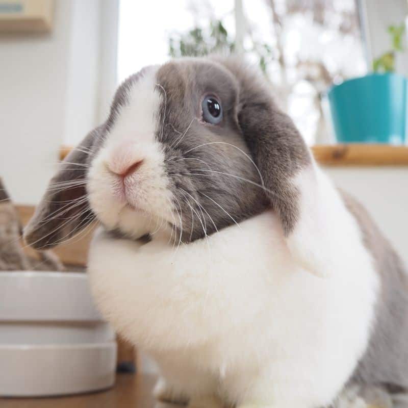 Pet Rabbit Housing and Care Tips - Outdoors Vs Indoors