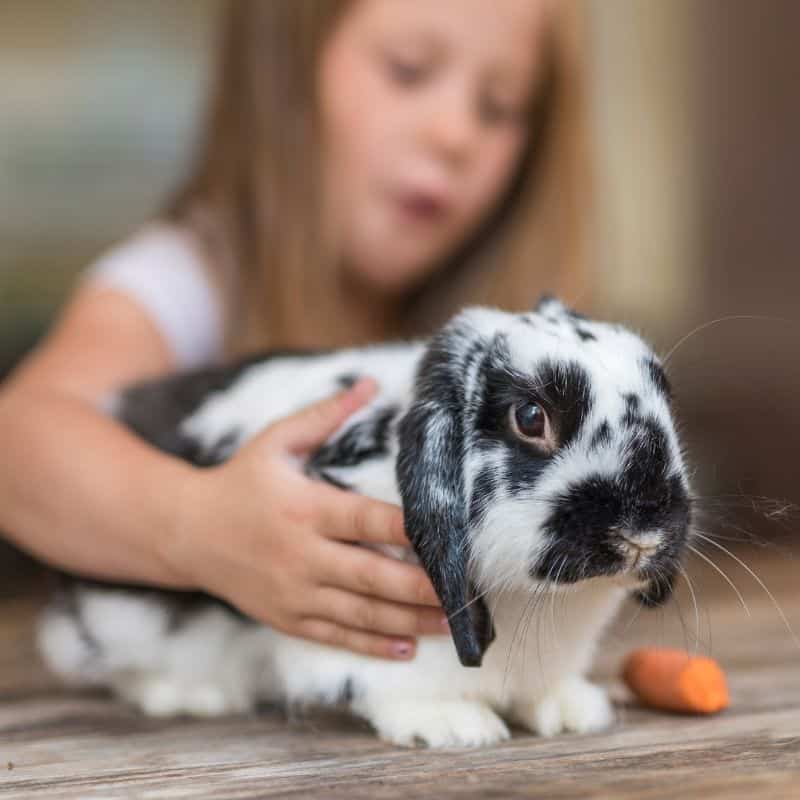 Pet Rabbit Housing and Care Tips - Playing with Your Pet Rabbit