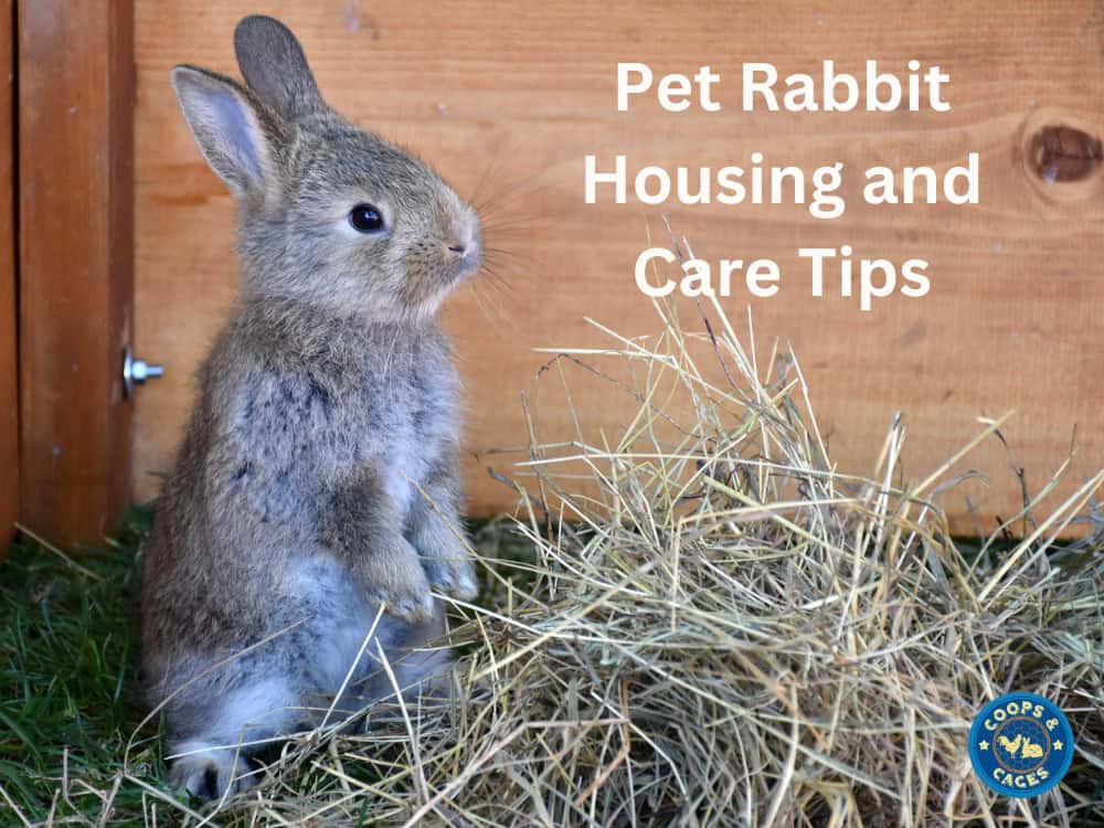 Pet Rabbit Housing and Care Tips