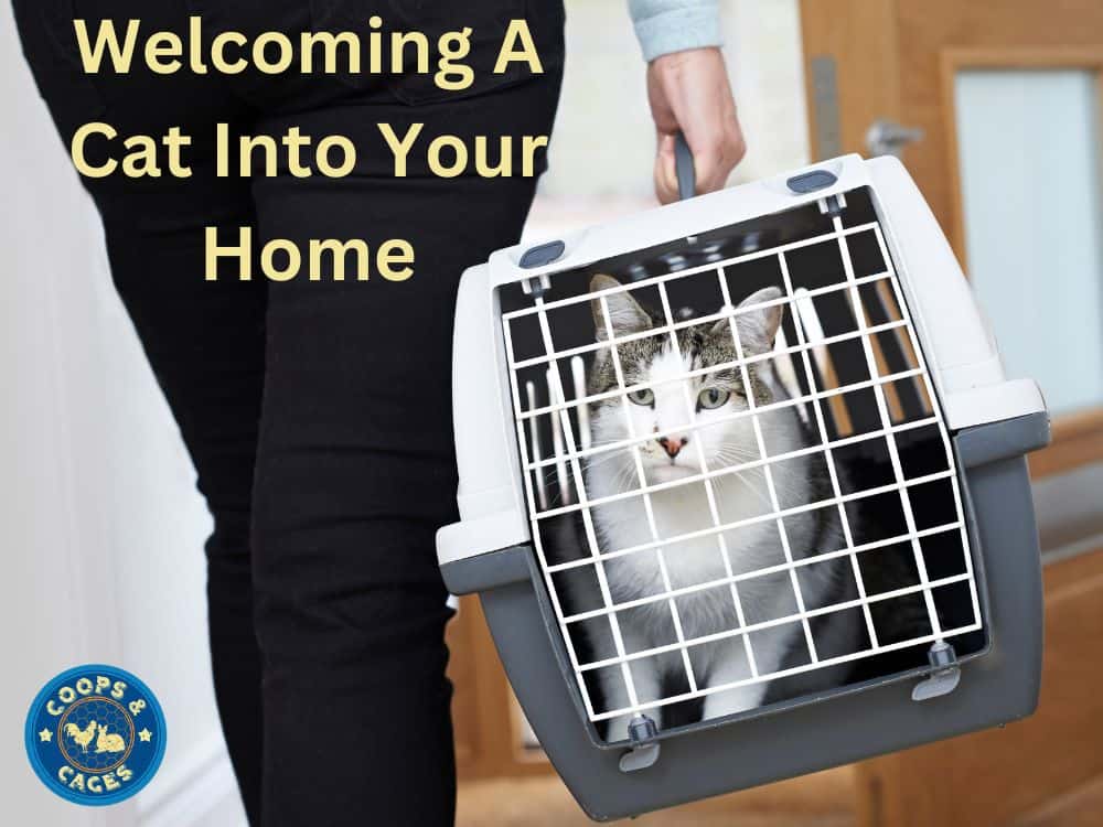 A cat inside a carrier being carried by a person indoors. The cat is peeking out from the carrier, and the person's hand is holding the handle as they walk through the house.