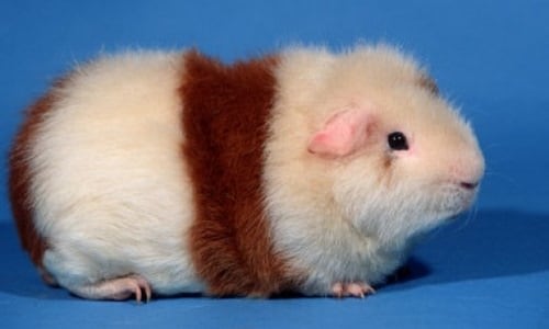 smallest guinea pig breed