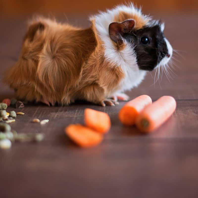 Abyssinian guinea pig on wooden floor eating carrots