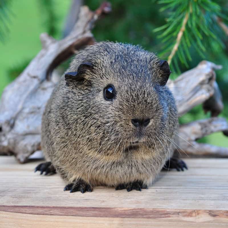 Guinea pig with smooth fur in a brown base colour and black accents. The coat is short and sleek.