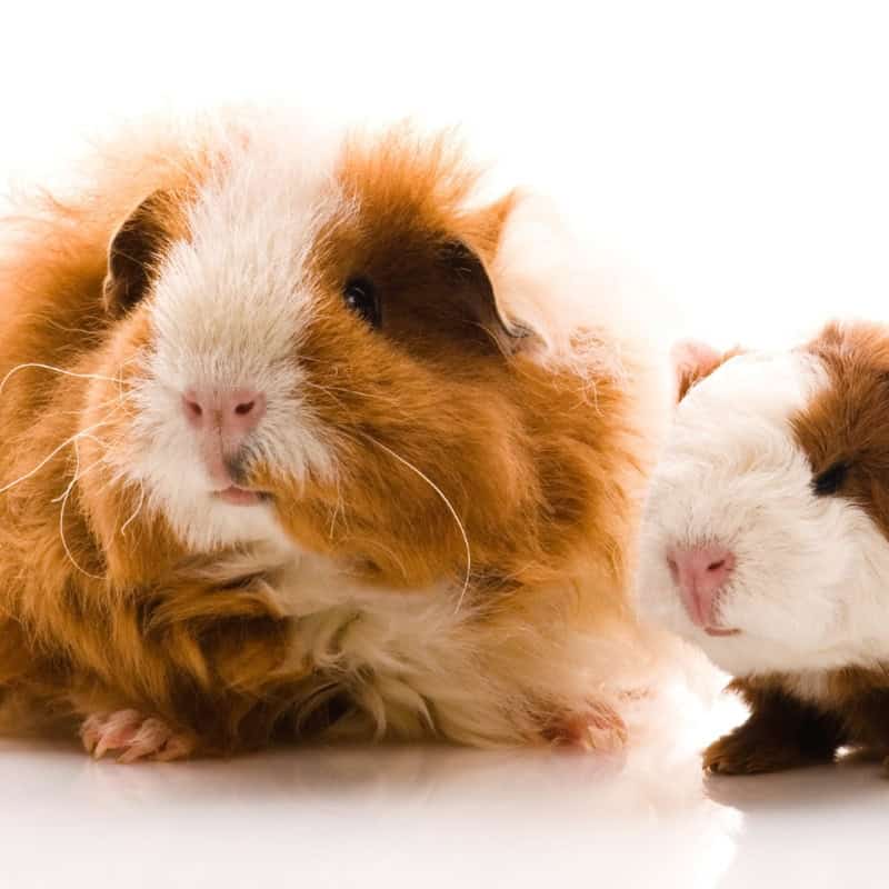 An adult and baby brown and white curly furred guinea pigs standing next to each other.