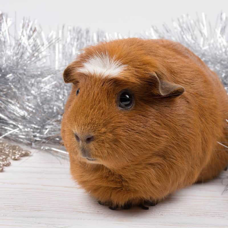 A brown American Crested guinea pig with a distinctive white crest on its head. Its soft, brown fur contrasts with the bright white tuft of hair, giving it a unique and charming appearance