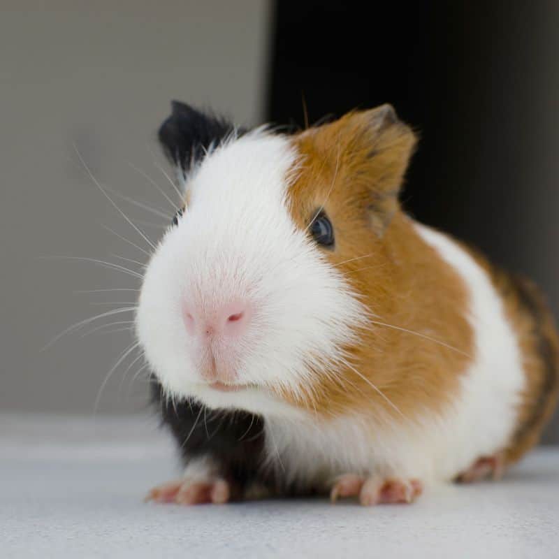 Close-up of a black, brown, and white American guinea pig with a smooth, shiny coat. The guinea pig is sitting on a neutral surface, showcasing its distinctive colour pattern and round eyes.