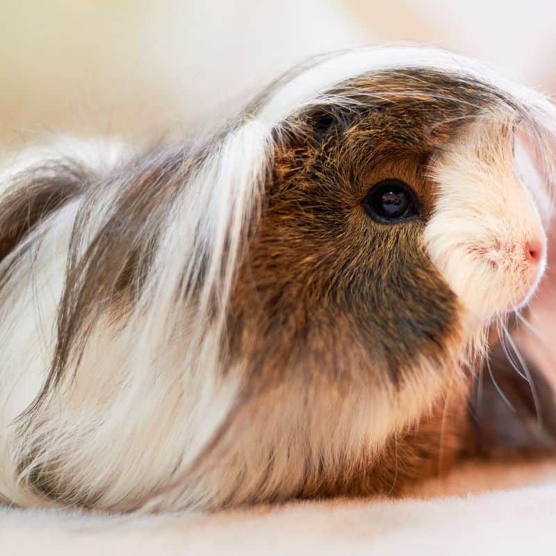 A brown and white coronet guinea pig with a crest of hair on its head, sitting alertly