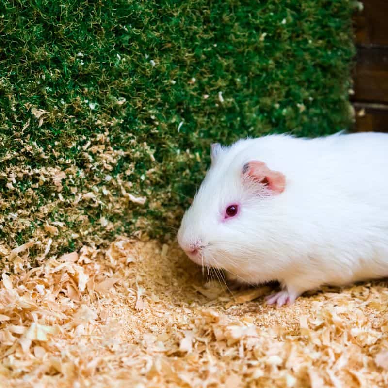 A white Himalayan guinea pig with red eyes stands on sawdust, with a green grass wall in the background.