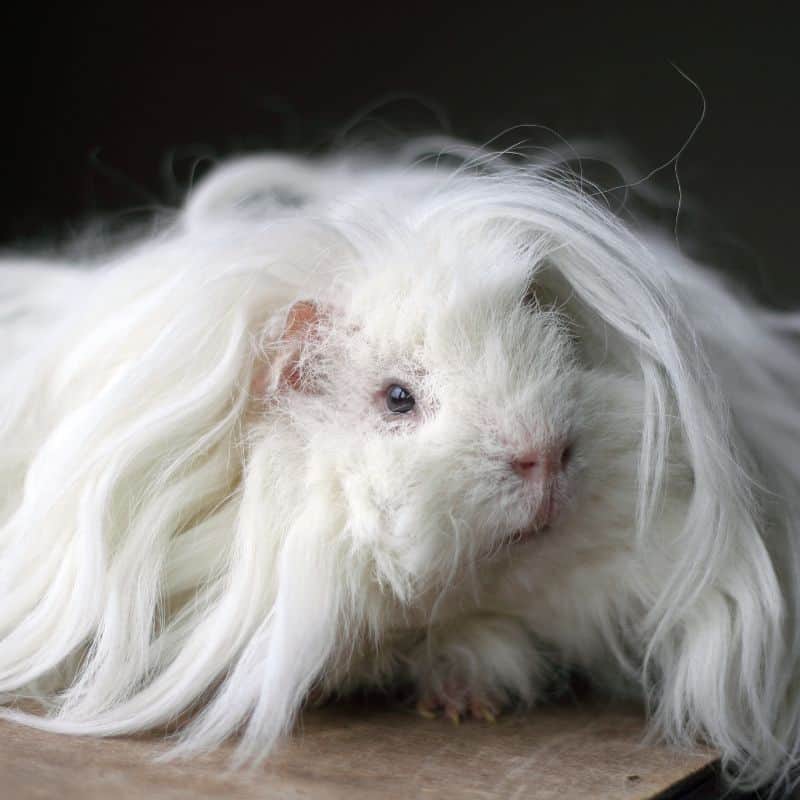 A white Lunkarya guinea pig with long, wild fur that gives it a fluffy and untamed appearance.