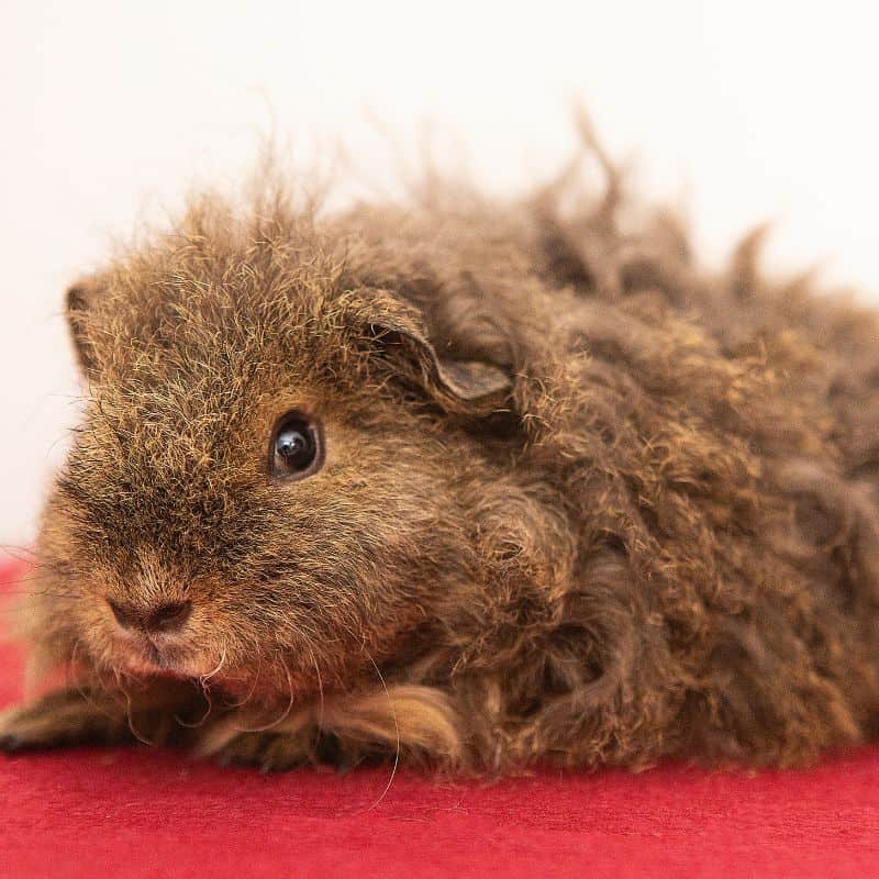 A brown Merino guinea pig with dense, curly fur and a tuft of hair on its head.