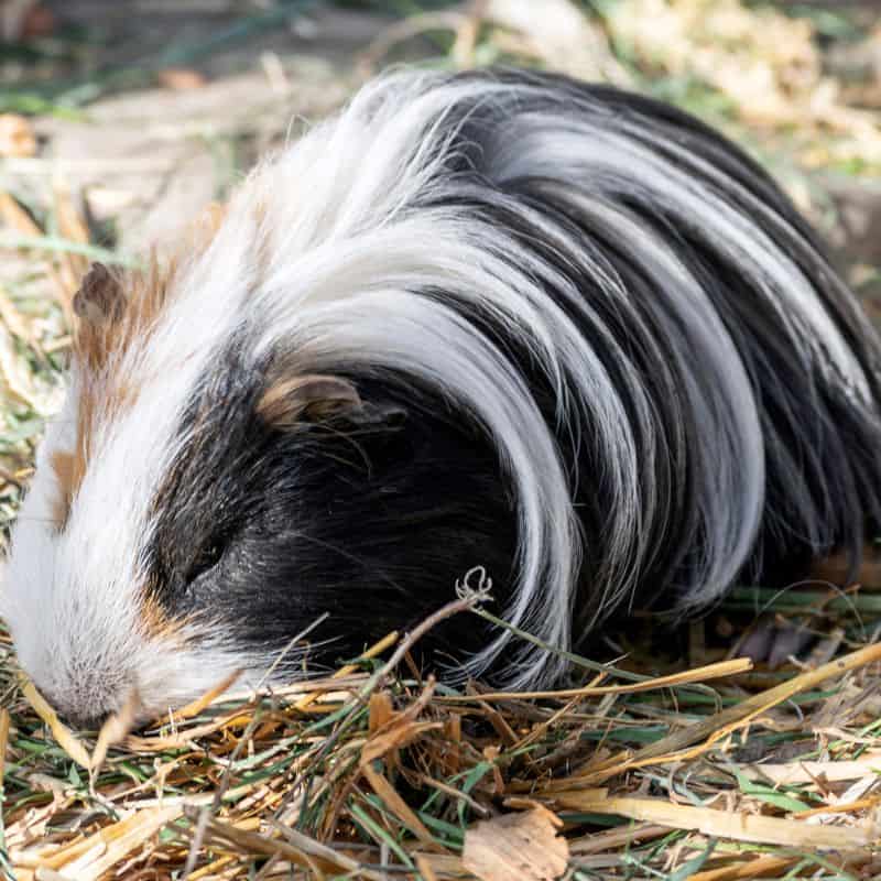 A black and white Peruvian guinea pig with long, sleek fur that flows over its body.