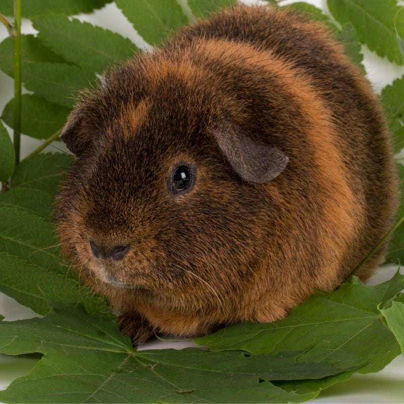 A brown Rex guinea pig with short, dense, straight dur standing on green foliage.