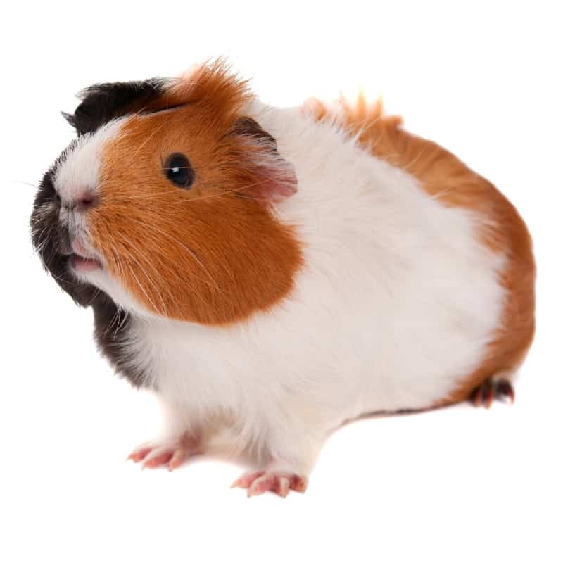 Ridgeback guinea pig with white, brown, and black fur, featuring a distinctive raised ridge of hair along its back.