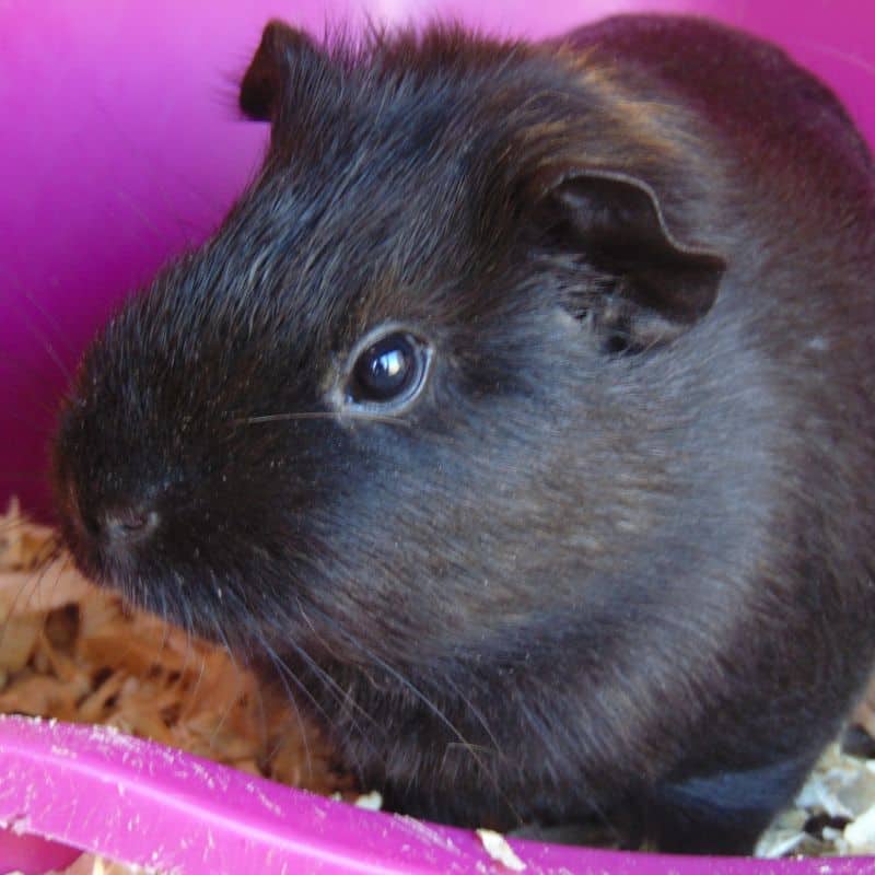 A black Satin guinea pig with glossy, smooth fur sitting against a pink background.