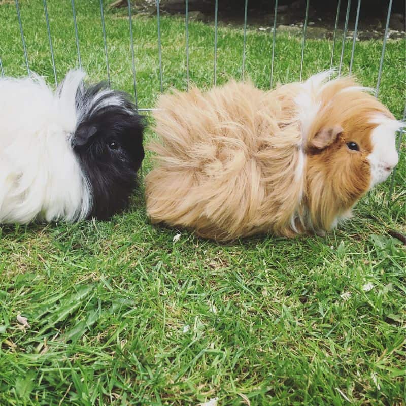 Two Sheba guinea pigs on grass: one black and white, and the other tan and white.