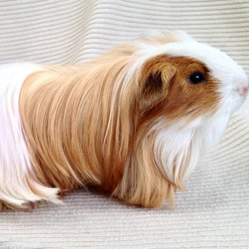 A beige and white Silkie guinea pig with long, flowing fur standing on beige linen.