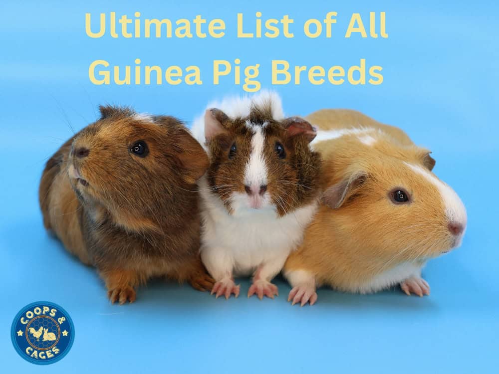 Three Guinea Pigs on blue background with the title 'Ultimate list of Guinea Pig Breeds' in yellow font