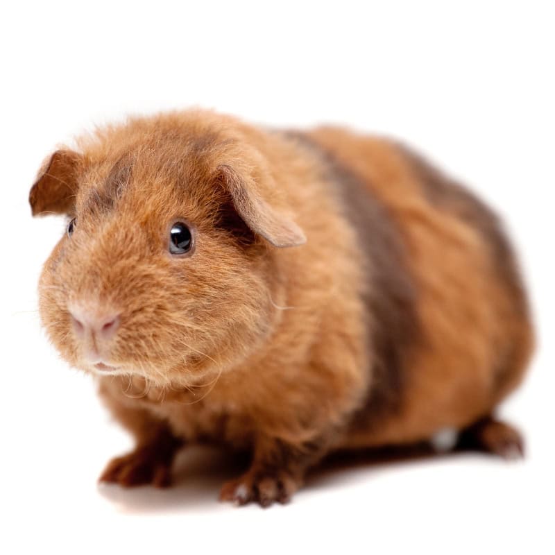 A brown guinea pig with a cute teddy bear like face.