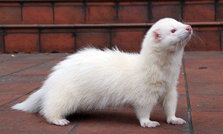 white albino ferret