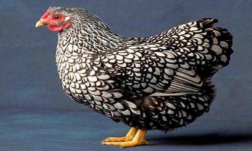 Ultimate List Of Most Popular Chicken Breeds In Australia [2020]