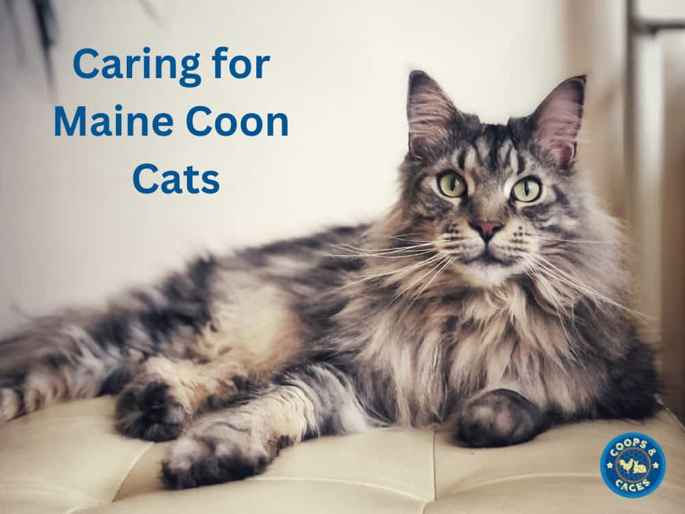 Caring for Maine Coon Cats