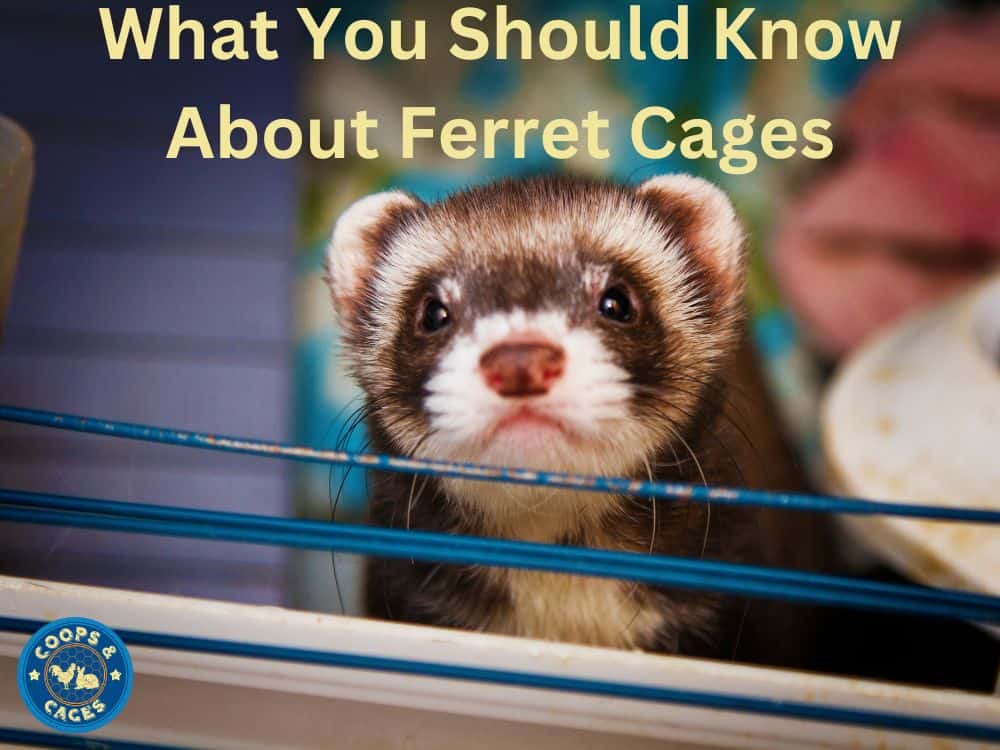 What you should know about ferret cages