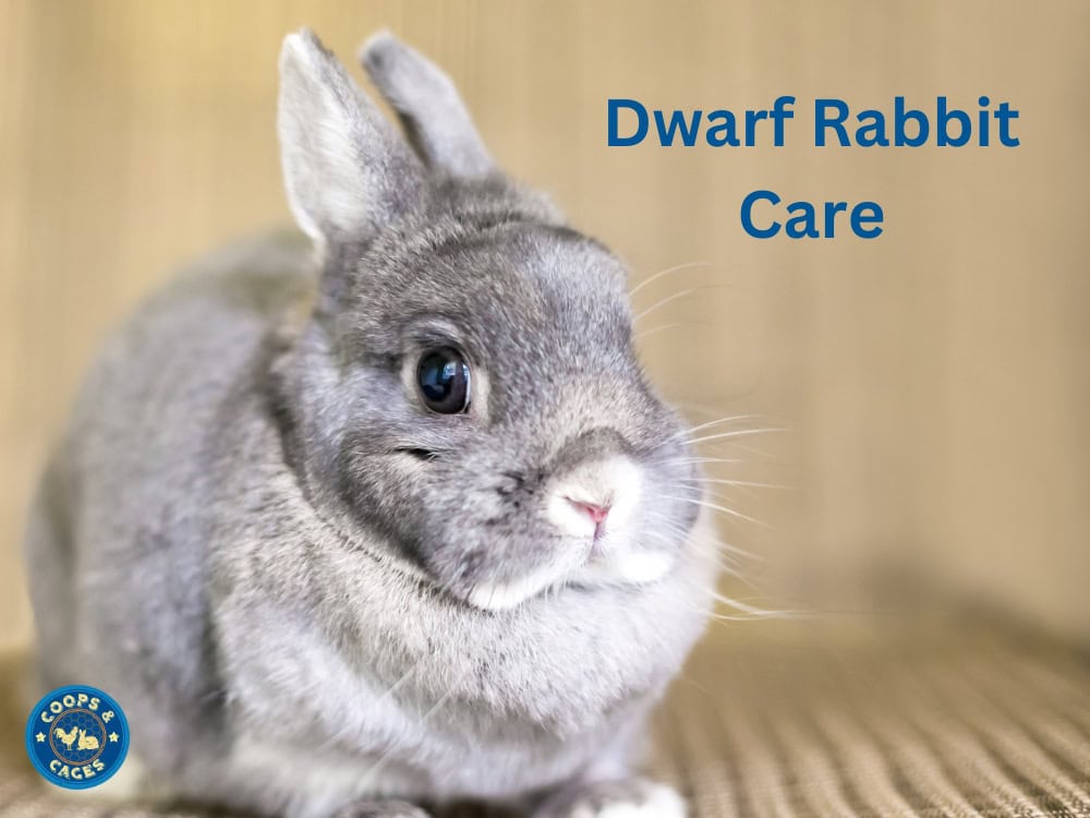 Dwarf Rabbit Care