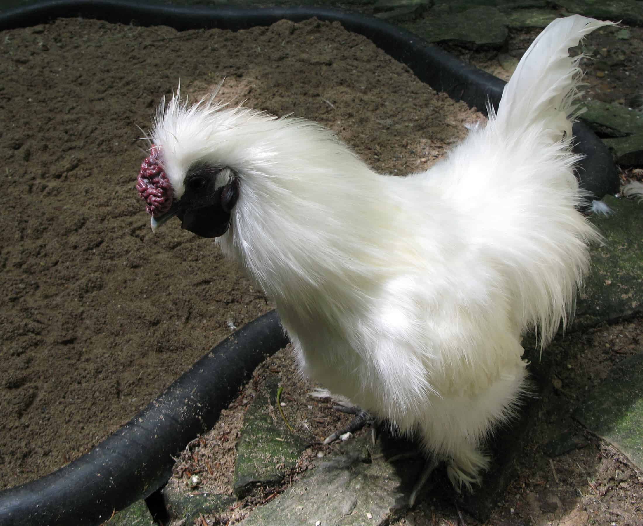 Silkie Chickens And Some Facts About Them Coops Cages