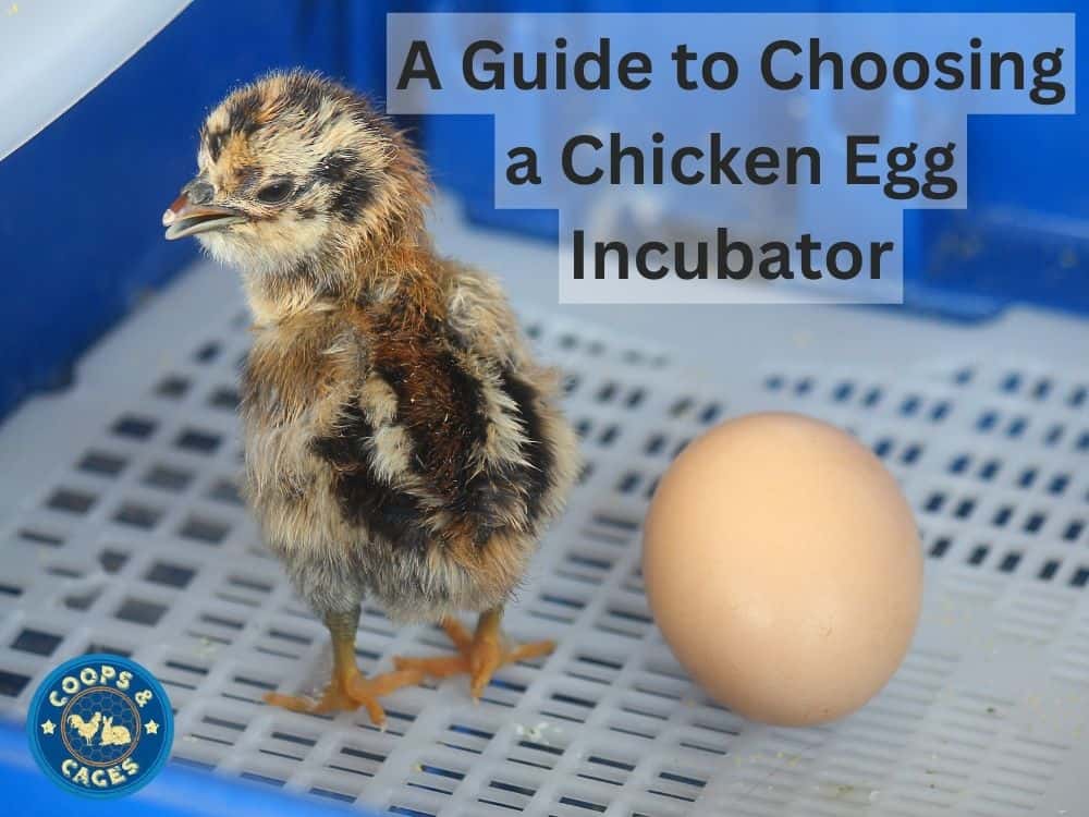 Header image A Guide to Choosing a Chicken Egg Incubator