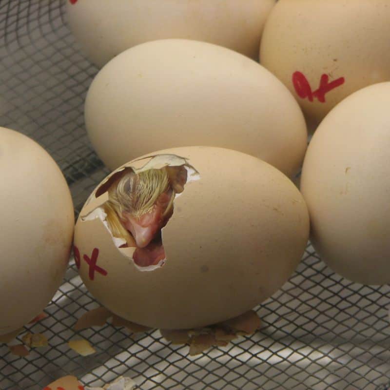 A chicken egg hatching with a baby chick inside