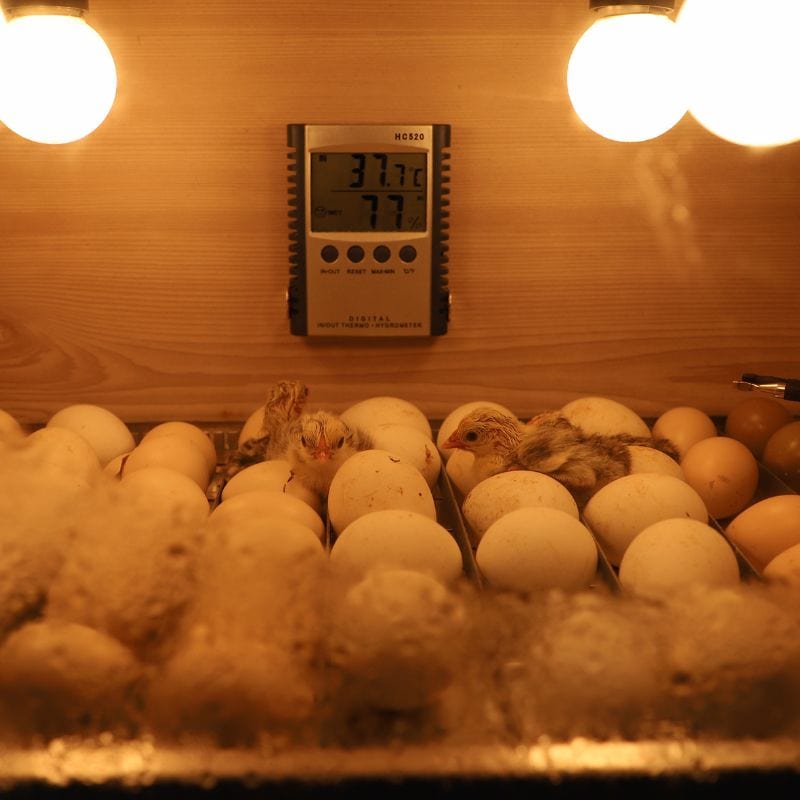 View inside a chicken egg incubator