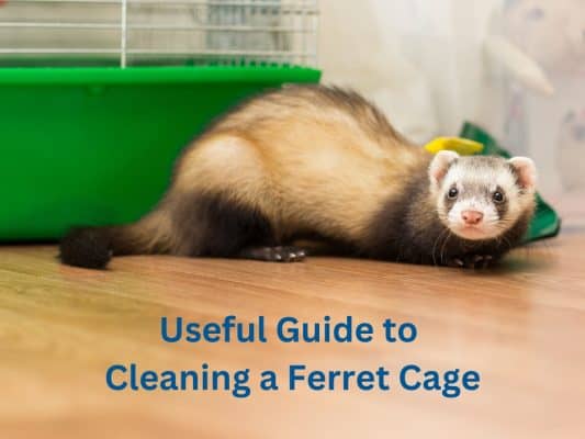 Cleaning a Ferret Cage