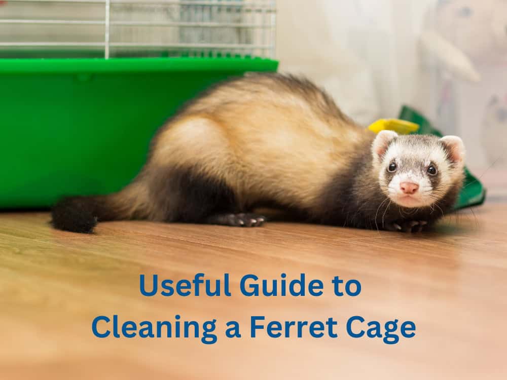 Cleaning a Ferret Cage