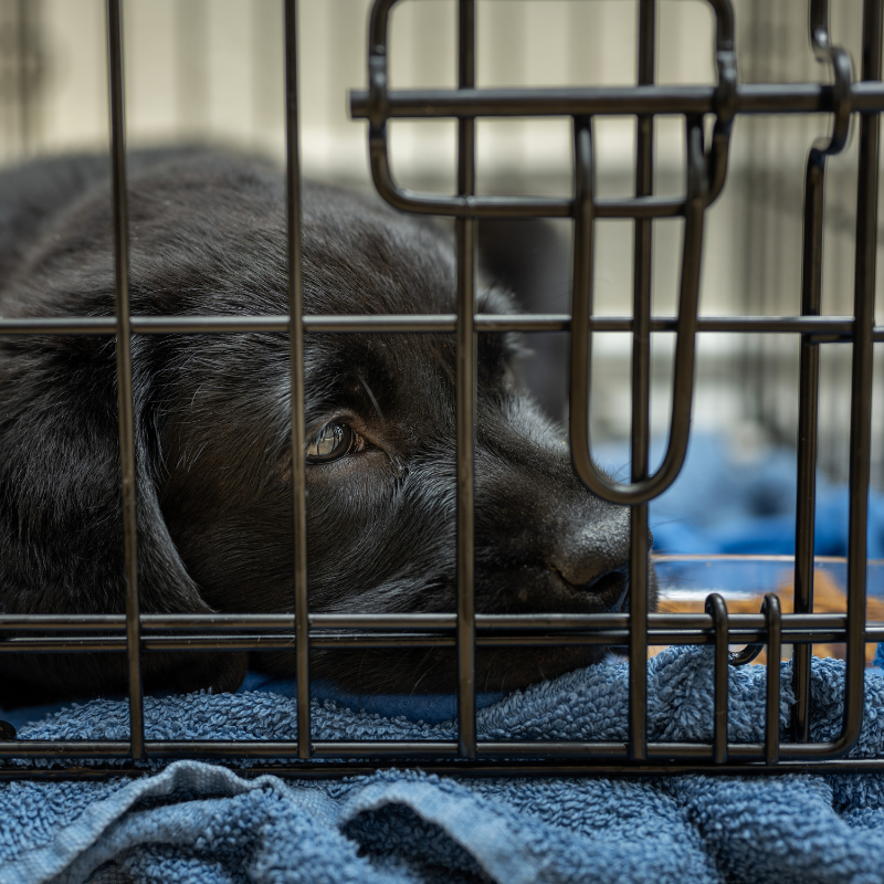 A dog comfortably nestled in a crate with soft bedding