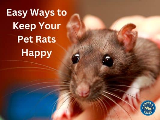 Easy Ways to Keep Your Pet Rats Happy