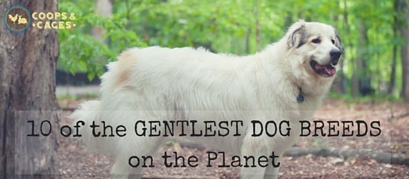 the most gentle dog breeds