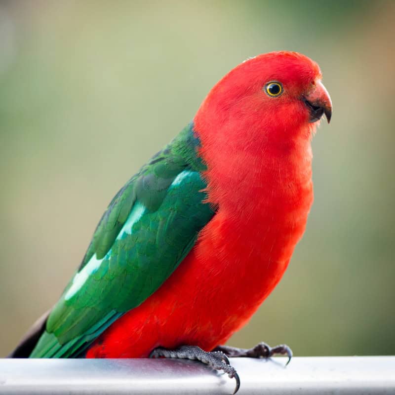 Australian King Parrot