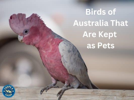 Birds of Australia That Are Kept as Pets