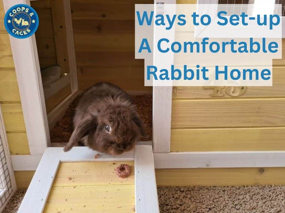 Ways to set up a comfortable rabbit home