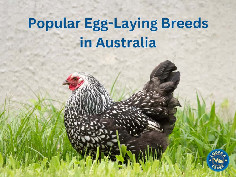 Popular Egg-Laying Breeds in Australia