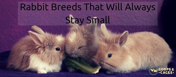 Download Rabbit Breeds That Will Always Stay Small Coops Cages
