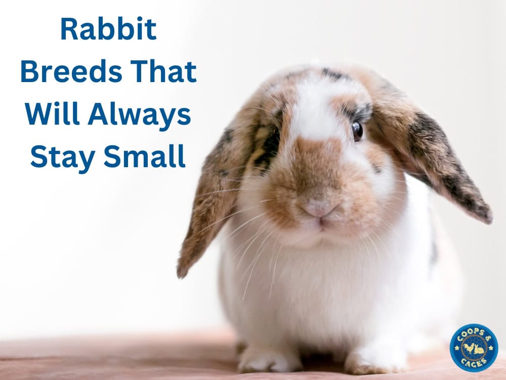 Rabbit Breeds That Will Always Stay Small