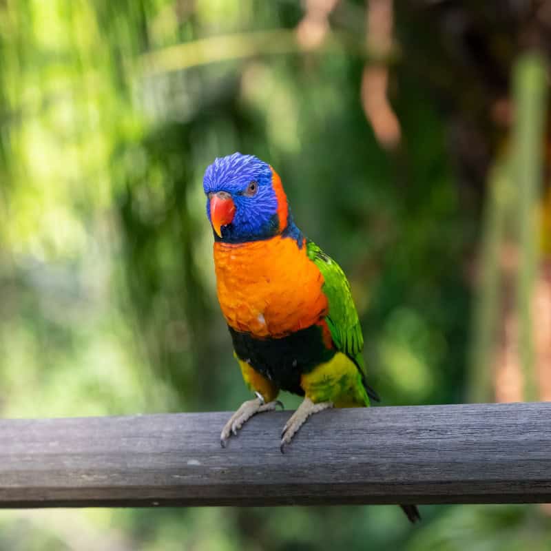 Rainbow Lorikeet