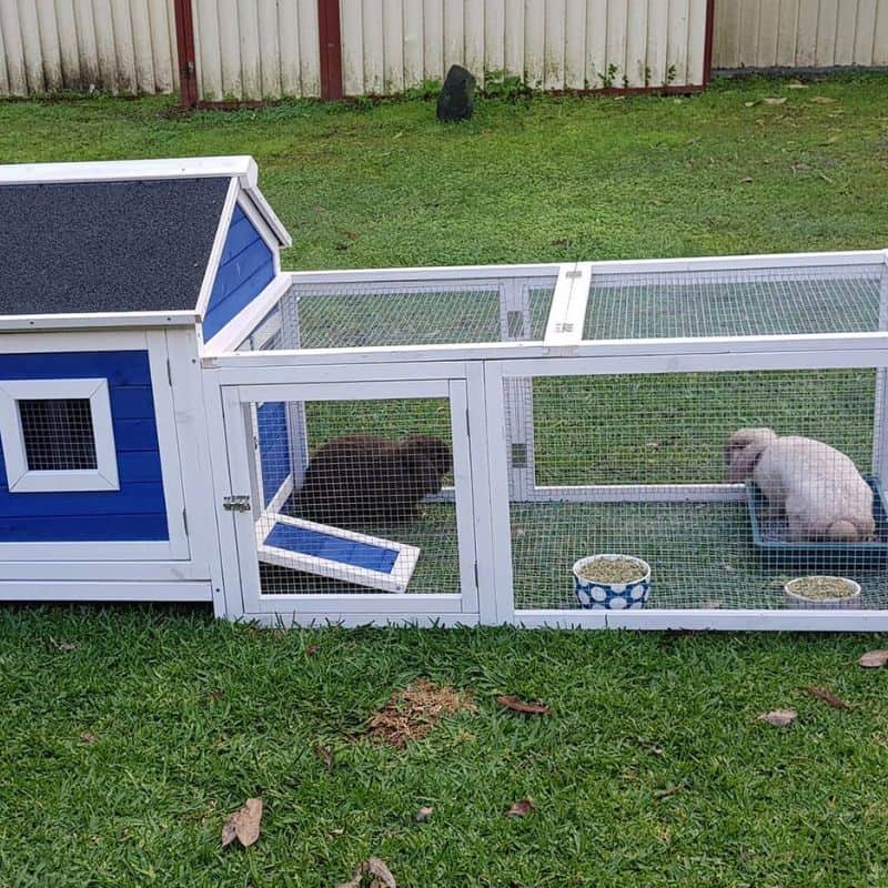 Ways to set up rabbit home