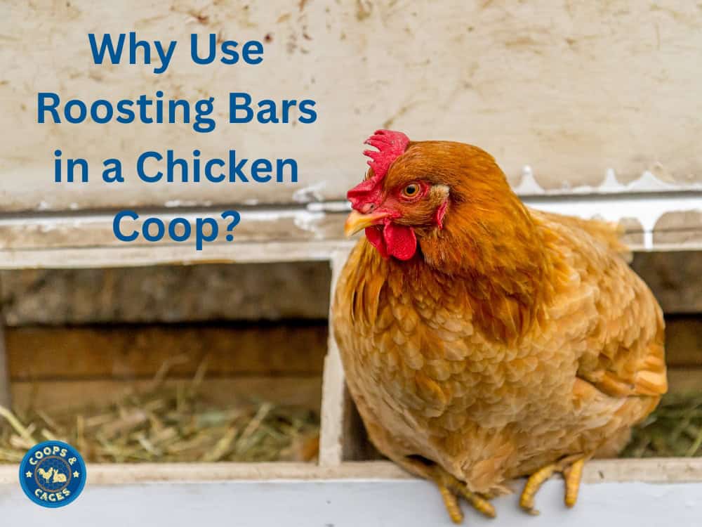 Why Use Roosting Bars in a Chicken Coop