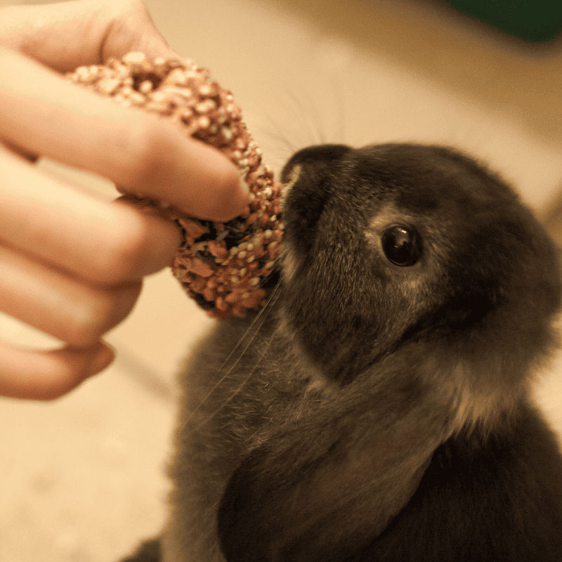 Don't Feed Rabbits Processed Pet Treats