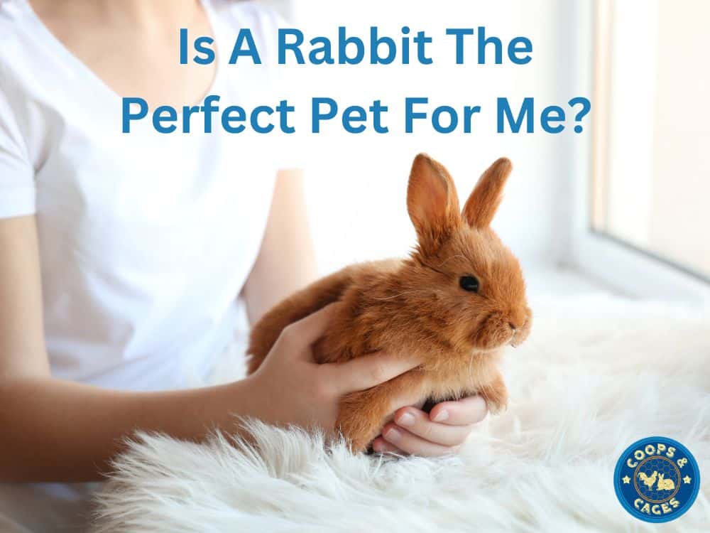 Is a Rabbit the Perfect Pet For Me